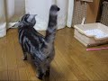 ???????????????A kitten of Rag Doll came over
