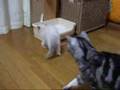 ラグドールの子猫がやって来た！A kitten of Rag Doll came over