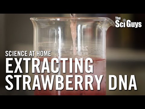 how to isolate dna from a strawberry
