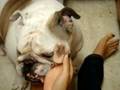Take Care of Our Doggie!?!