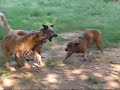 dually makes new friends