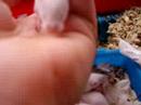 YouTube - dog playing with baby mouse