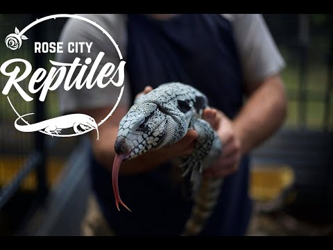 YouTube reptile video