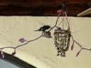 hummingbird08 hummingbird08