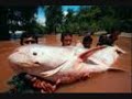 huge catfish