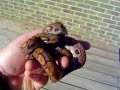 Het Hypo Brazilian Rainbow Boa