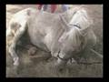 The Tragedy of Laminitis Part 1