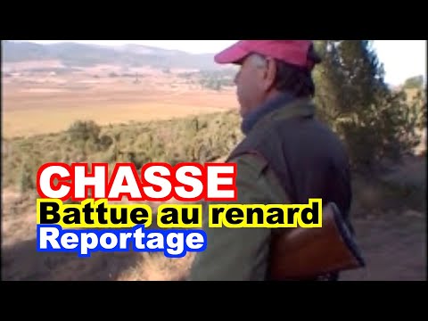 CHASSE : Battue au renard dans le Minervois.