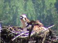 Osprey Morning Medicine Osprey Morning Medicine