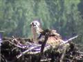 Osprey Morning Medicine
