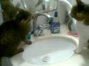 Toy and Shusha