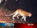 Sri Lanka's Psychopathic Wild Life Researchers Let Leopards Feed On Humans