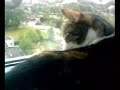 My cat vs pigeon My cat vs pigeon