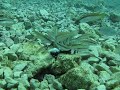 Fish feeding on sea urchin