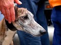 Galgos Rescue ITALY - 12 April 2008