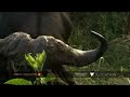 Peaceful encounter with a buffalo bull Peaceful encounter with a buffalo bull