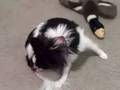 Hey There Delilah - Puppy vs. Duck vs. Tail Hey There Delilah - Puppy vs. Duck vs. Tail