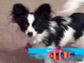 Hey There Delilah - Puppy vs. Duck vs. Tail