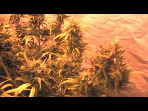 how to tell when og kush is ready to harvest