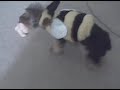 Diddy the Bumble Bee