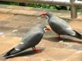National Aviary Pittsburgh PA part 2