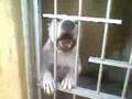 videos de O inesquecivel!!!