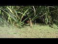 Jacana Nordelta