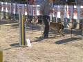 videos de XANAK (16.11.08) - Open agility TOSSUTS - 2on circuit