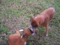 Perra Boxer