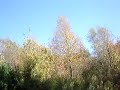 Millstream Preserve Pheasant  Hunt 1