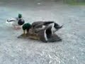 Enten treiben es ^^