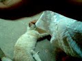 gata amamantando perrito