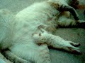gata amamantando perrito