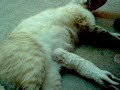 gata amamantando perrito