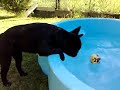 Bouledogue francais