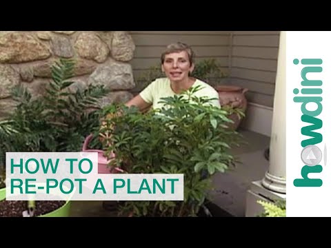 how to replant potted plants