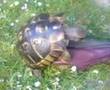 Schildkröte und Schuh