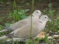 Streptopelia Decaocto - T�rtola Turca -  Collared Dove