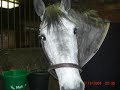 Coco, The horse i Love oh So much!