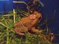 MY NEW CANE TOAD BUFO MARINUS