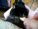 Poor Trinket was diagnosed with pneumonia, this little clip is of her finally eating some tasty pear the next day after being extremely ill and not eating.