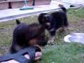 The little puppies 