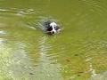 Johnny Cash - his first successful Argentine swim!