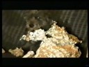 Blockaden am Desy Hill - The Automatic Dog