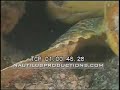Sea Turtle sleeping & swimming, Nautilus Productions