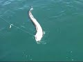 Sea angling light line record attempt for Conger Eel