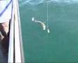 Sea angling light line record attempt for Conger Eel