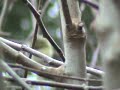 Goldfinches