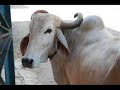 Milking — and befriending — a buffalo in India