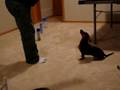 videos de Buddy the Wonder Dachshund